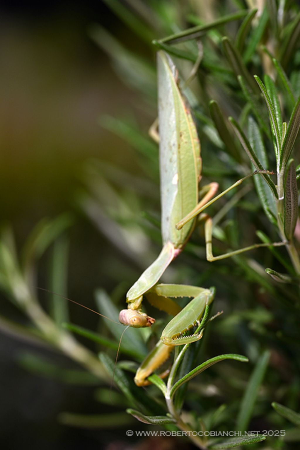 Hierodula tenuidentata